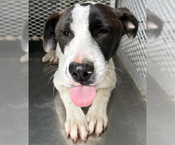 Medium Photo #1 Mutt Puppy For Sale in Bakersfield, CA, USA