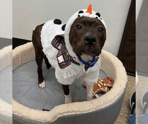 Mutt Dogs for adoption in Boston, MA, USA