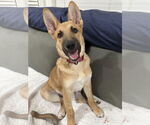 Small #7 German Shepherd Dog Mix