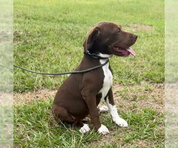 Medium Photo #7 Pointer-Unknown Mix Puppy For Sale in Tarrytown, GA, USA