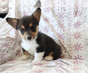 Pembroke Welsh Corgi Puppy for sale in SHILOH, OH, USA