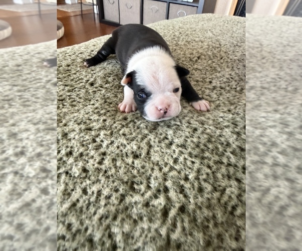 Medium Photo #1 Boston Terrier Puppy For Sale in BUCKEYE, AZ, USA