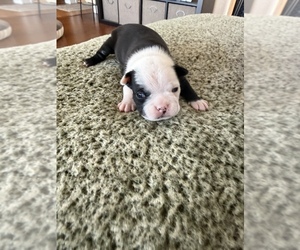 Boston Terrier Puppy for sale in BUCKEYE, AZ, USA