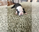 Small Boston Terrier