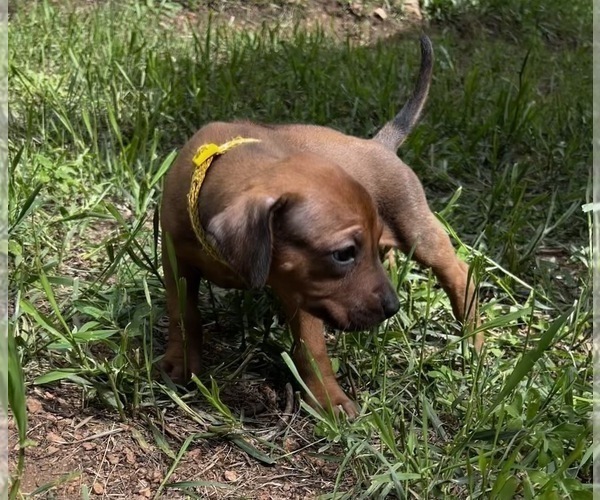 Medium Photo #5 Rhodesian Ridgeback Puppy For Sale in DIVIDE, CO, USA