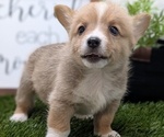 Puppy Tucker Pembroke Welsh Corgi
