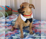 Small #2 Pug Mix