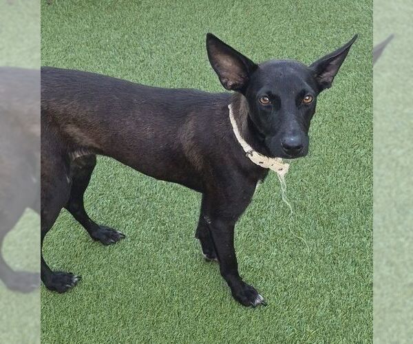 Medium Photo #1 Mutt Puppy For Sale in Carrollton, TX, USA