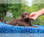 Small #1 Poodle (Toy)-YorkiePoo Mix