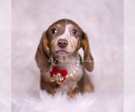 Small #2 Dachshund
