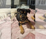 Small German Shepherd Dog Mix