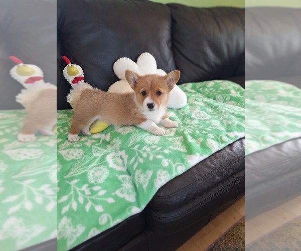 Medium Photo #24 Pembroke Welsh Corgi Puppy For Sale in ARROYO GRANDE, CA, USA