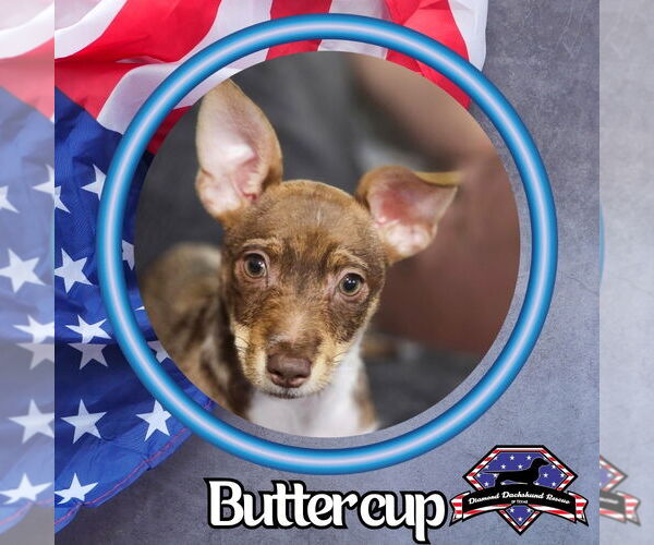 Medium Photo #2 Dachshund-Unknown Mix Puppy For Sale in San Antonio, TX, USA