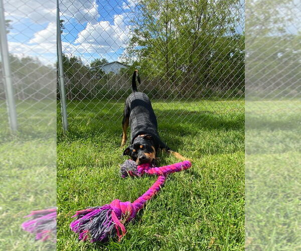 Medium Photo #2 Rottweiler-Unknown Mix Puppy For Sale in Muskegon, MI, USA