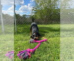 Small #1 Rottweiler Mix