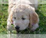 Small Photo #5 Goldendoodle Puppy For Sale in NEW BERN, NC, USA
