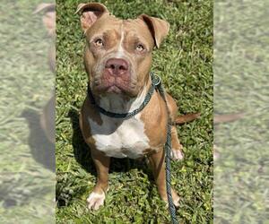 American Staffordshire Terrier Dogs for adoption in Fort Lauderdale, FL, USA