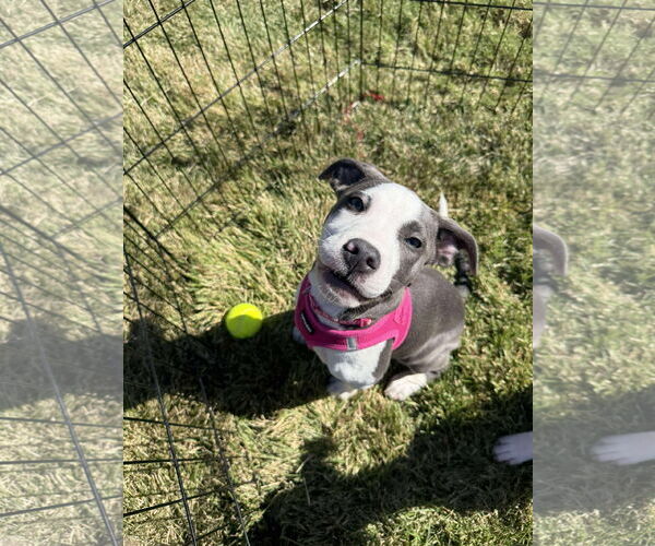 Medium Photo #6 American Pit Bull Terrier-Unknown Mix Puppy For Sale in Derwood, MD, USA