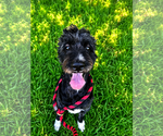 Small Photo #5 Poodle (Standard)-Unknown Mix Puppy For Sale in Pacolet, SC, USA