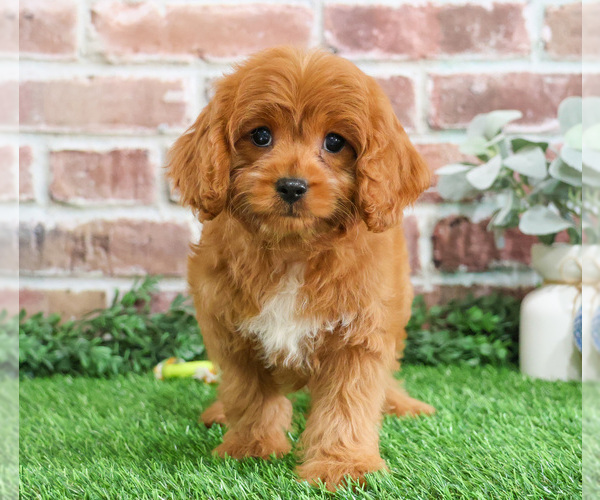 Medium Photo #11 Cavapoo (Miniature) Puppy For Sale in SYRACUSE, IN, USA