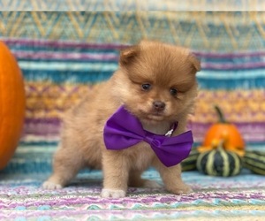 Pomeranian Puppy for sale in LANCASTER, PA, USA