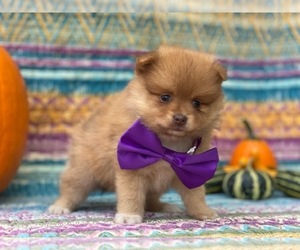 Pomeranian Puppy for sale in LANCASTER, PA, USA