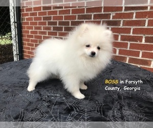 Pomeranian Puppy for sale in DAWSONVILLE, GA, USA