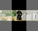 Image preview for Ad Listing. Nickname: AKC Cole
