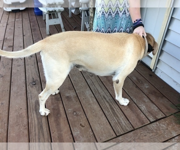 Medium Photo #1 Labrador Retriever Puppy For Sale in CONRATH, WI, USA