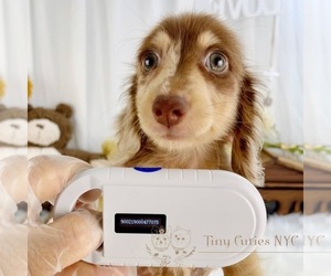 Dachshund Puppy for sale in ASTORIA, NY, USA