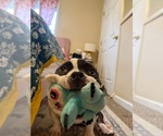 Small #6 Bulldog Mix