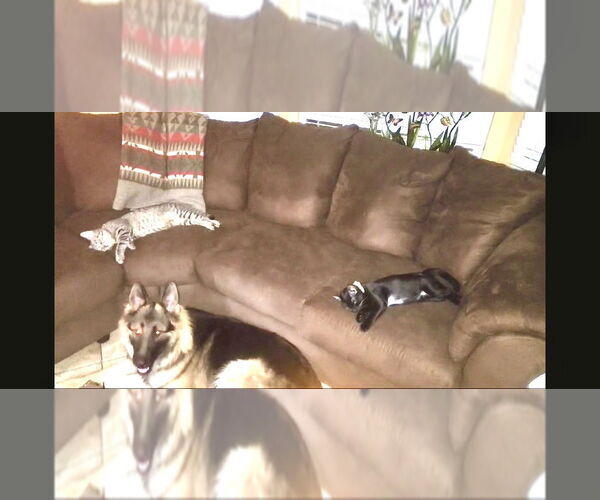 Medium Photo #2 German Shepherd Dog Puppy For Sale in Dana Point, CA, USA