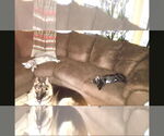 Small #1 German Shepherd Dog