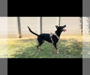Sigmond - Male Australian Kelpie-German Shepherd Dog Mix Dog for Adoption - Photo #4