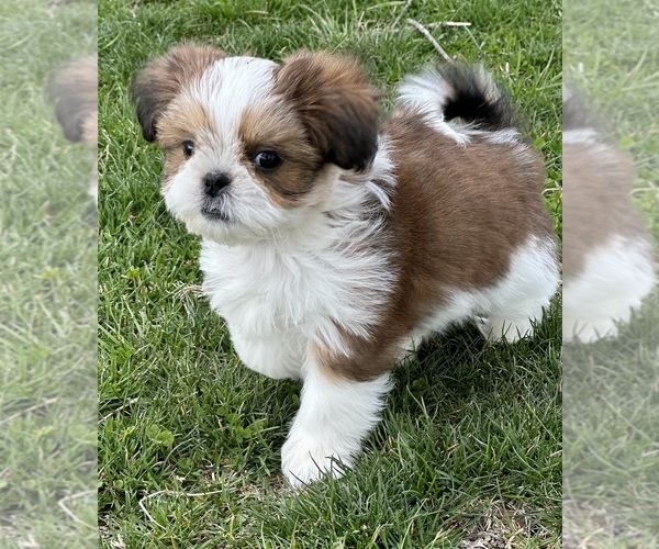 Medium Photo #5 Shih Tzu Puppy For Sale in SILEX, MO, USA