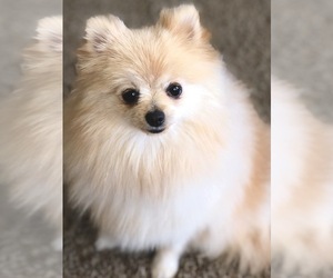 Mother of the Pomeranian puppies born on 10/27/2020