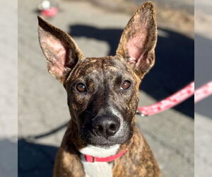 Mutt Dogs for adoption in Canton, CT, USA