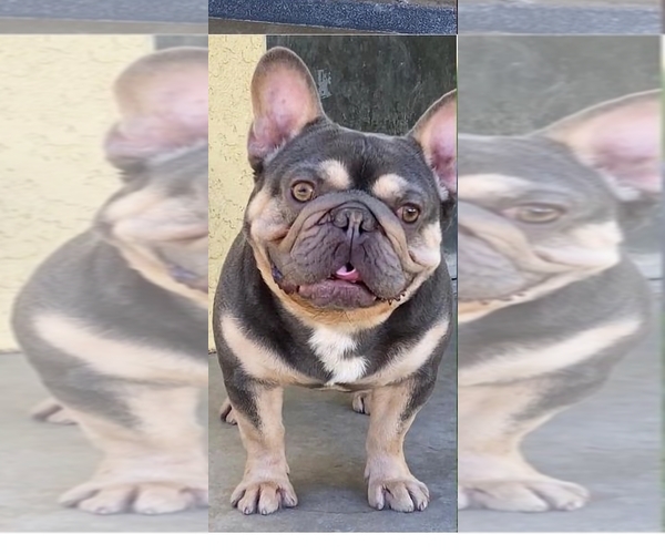 Medium Photo #1 French Bulldog Puppy For Sale in NORTH LAS VEGAS, NV, USA