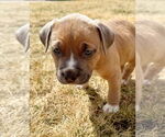 Small #2 American Pit Bull Terrier Mix