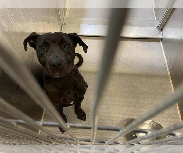 Medium Photo #1 American Pit Bull Terrier-Unknown Mix Puppy For Sale in Modesto, CA, USA