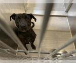 Small American Pit Bull Terrier Mix