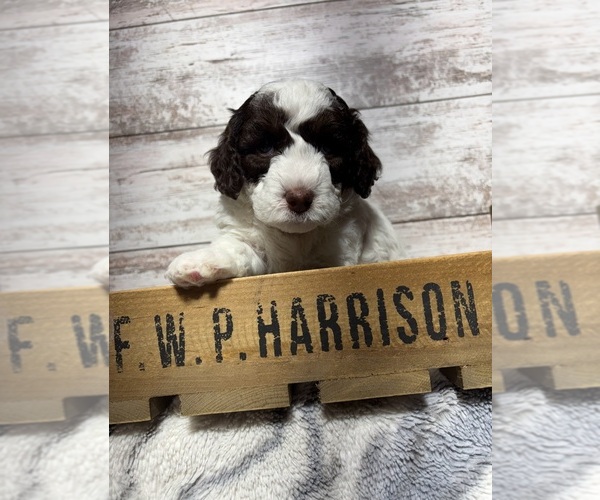 Medium Photo #1 Poodle (Miniature) Puppy For Sale in PERRYSVILLE, OH, USA