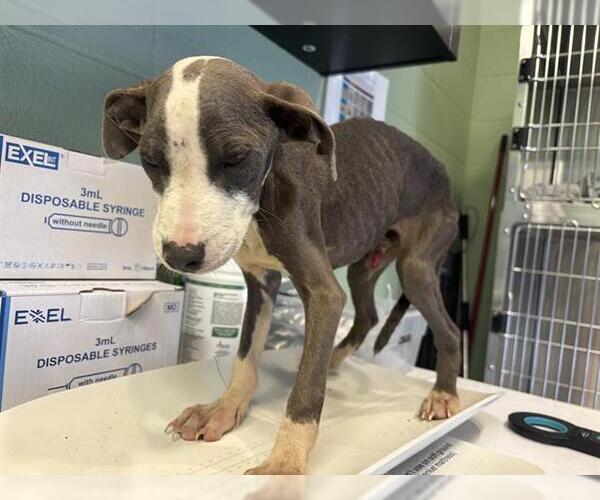 Medium Photo #1 American Pit Bull Terrier-Unknown Mix Puppy For Sale in Grand Prairie, TX, USA