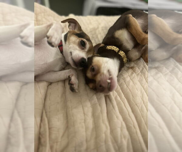 Medium Photo #12 Chihuahua-Unknown Mix Puppy For Sale in Mundelein, IL, USA