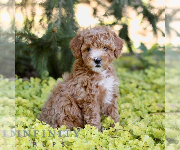 Medium Photo #5 Cavapoo (Miniature) Puppy For Sale in LANCASTER, PA, USA