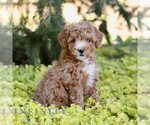Cinnamon - Female Cavapoo (Miniature) Puppy for Sale - Photo #5