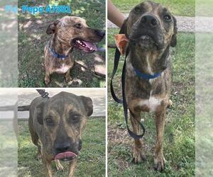 American Staffordshire Terrier-Unknown Mix Dogs for adoption in San Antonio, TX, USA