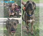 Small American Staffordshire Terrier Mix