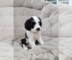 Puppy Allister Tibetan Terrier