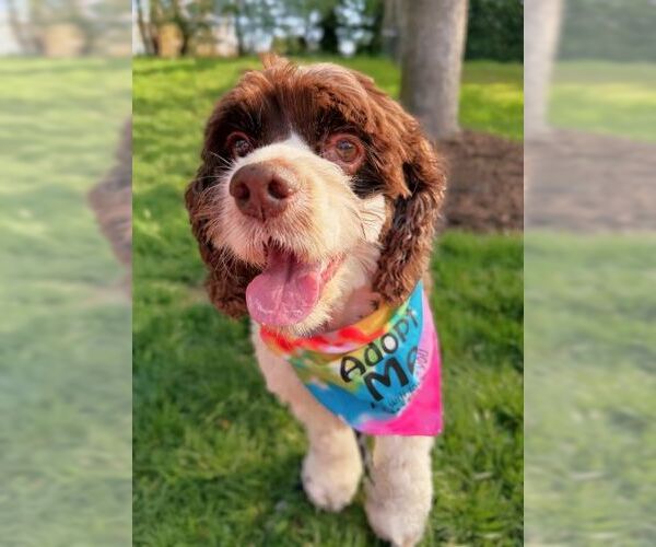 Medium Photo #19 Cocker Spaniel Puppy For Sale in Arlington, VA, USA